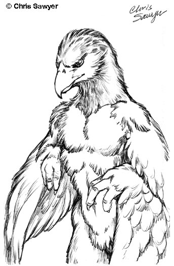 344x527 Hawk Sketch By Chrissawyerart - Sketch Hawk