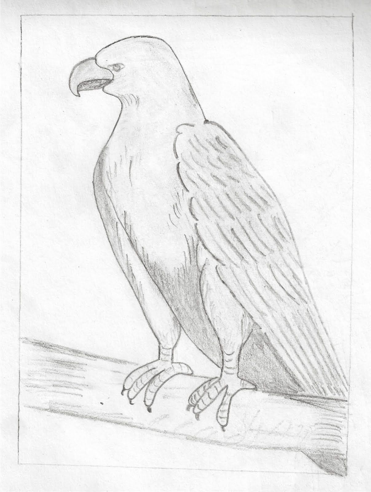 1207x1600 Pencil Art Drawings Pencil Drawing Of Hawk My Pencil Drawing - Sketch Hawk