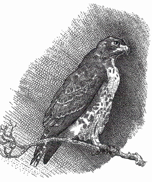 297x356 Red Tailed Hawk Sketch - Sketch Hawk