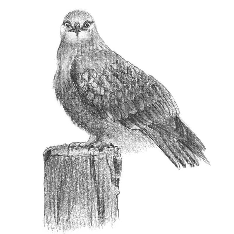 800x800 Rough Legged Hawk Pencil Drawing - Sketch Hawk