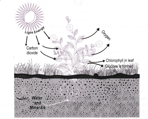 509x411 Show With The Help Of A Sketch That The Plants Are The Ultimate - Sketch Help