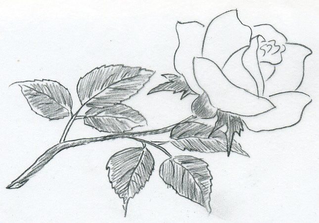 645x451 Flowers Sketches - Sketch Image Download