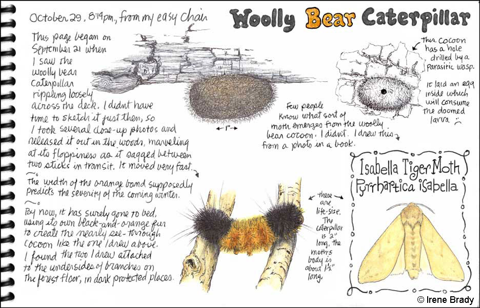936x602 Pick Up A Pencil And Connect With Nature The National Wildlife - Sketch Journal Blog