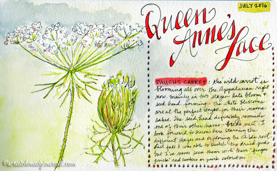 900x556 Sketching Flowers Plus A Printable Plant Study Guide Scratchmade - Sketch Journal Blog