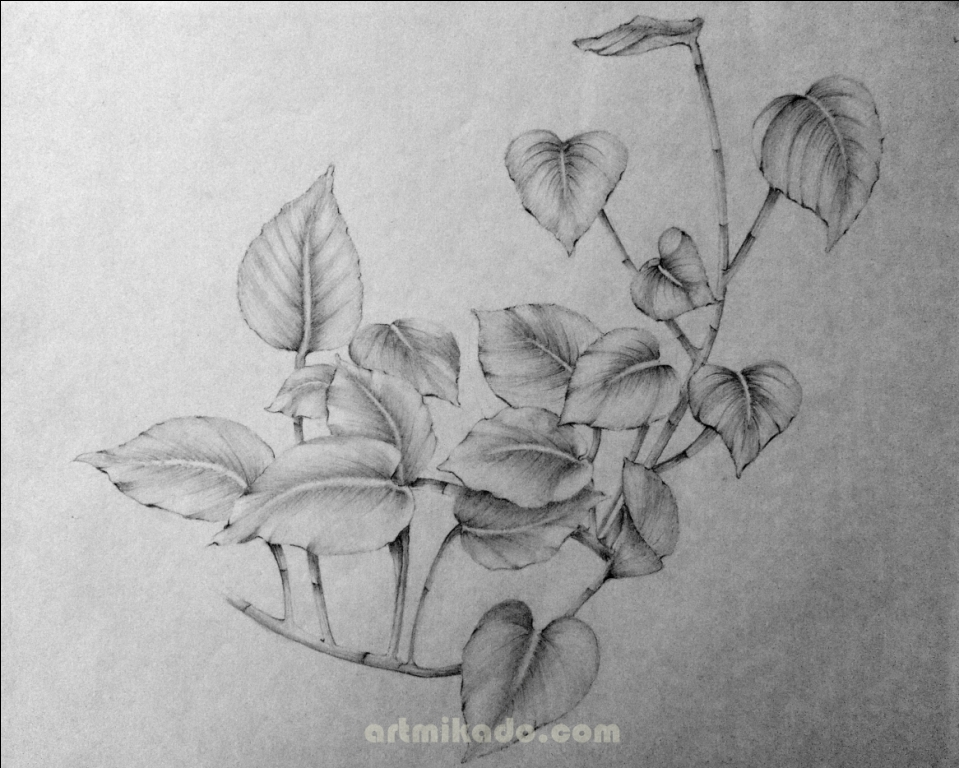 959x768 Money Plant Artmikado - Sketch Money