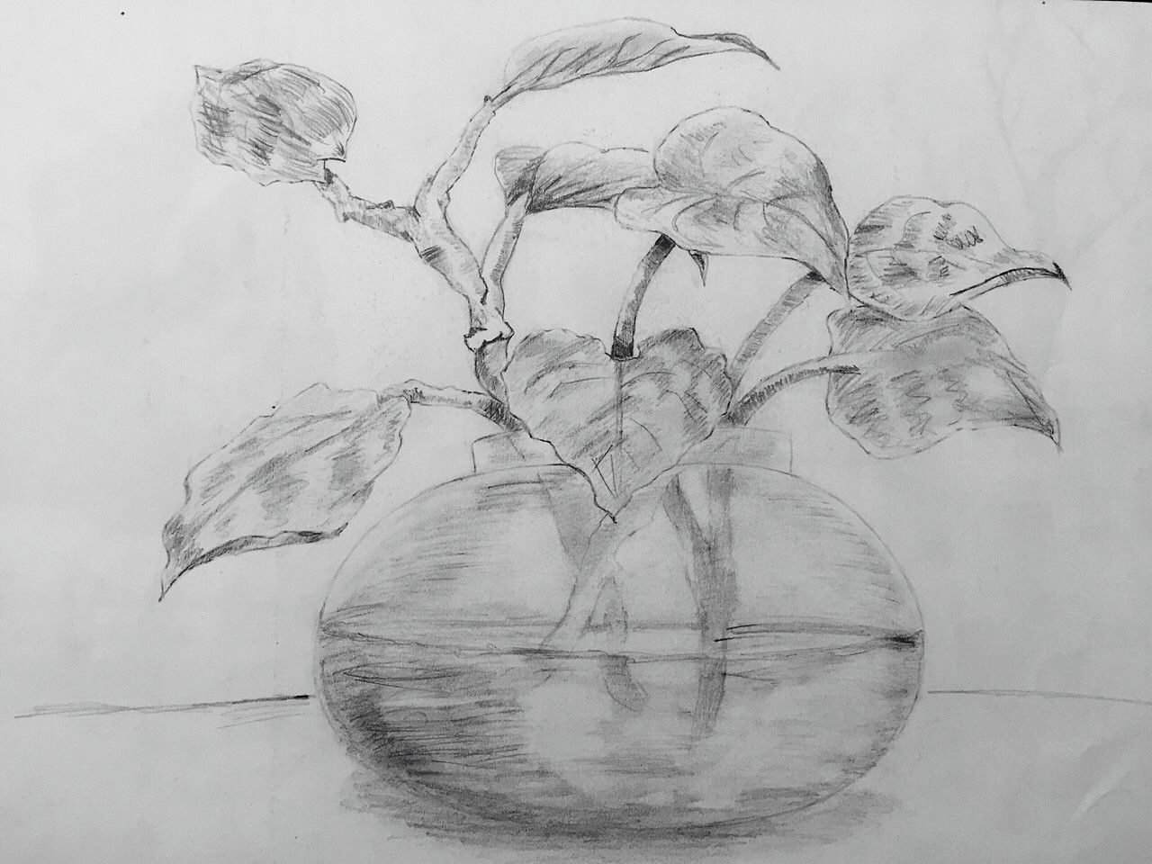 1280x960 Sketch Of A Money Plant.... I Love Art.... Love - Sketch Money