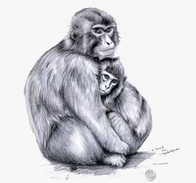 650x605 Sketch Monkey, Monkey Clipart, Embrace, Sketch Png Image And - Sketch Monkey