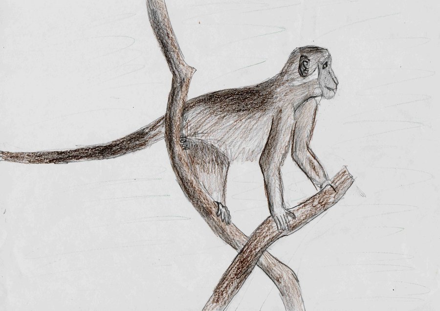 900x636 Sketch Monkey By Timohuovinen - Sketch Monkey