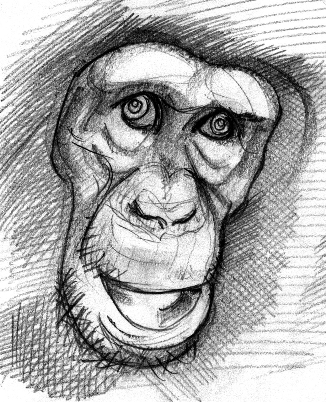 1039x1280 A Monkey Sketch Inc1979 - Sketch Monkey