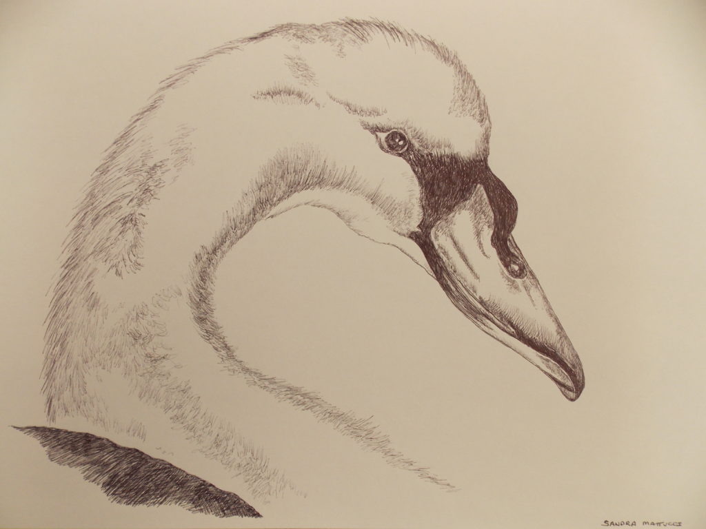 1024x768 Sketch Of Myself Swan One Single Drop - Sketch Myself