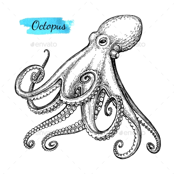 590x590 Octopus Ink Sketch. By Nata Alhontess Graphicriver - Sketch Octopus