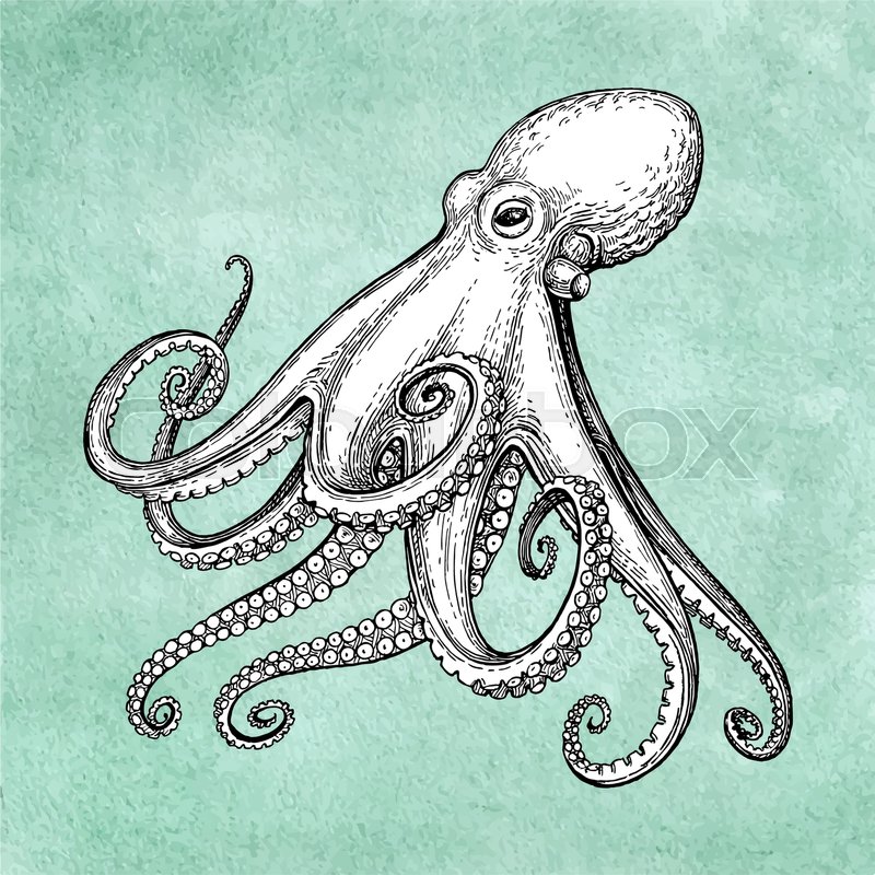 800x800 Octopus Ink Sketch On Old Paper Background. Hand Drawn Vector - Sketch Octopus