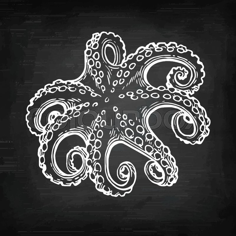 800x800 Seafood Ink Sketch. Octopus Isolated On White Background. Hand - Sketch Octopus