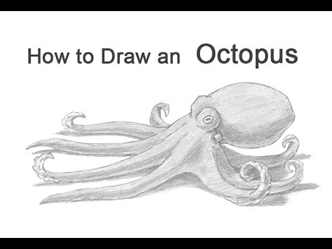 480x360 How To Draw An Octopus - Sketch Octopus