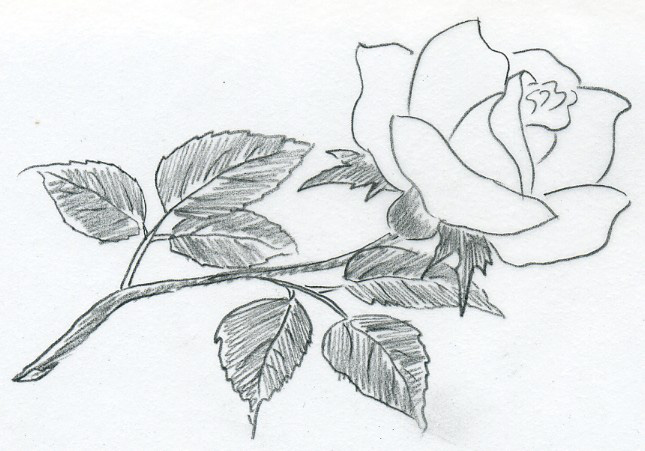 645x451 Sketch Of A Rose - Sketch Of
