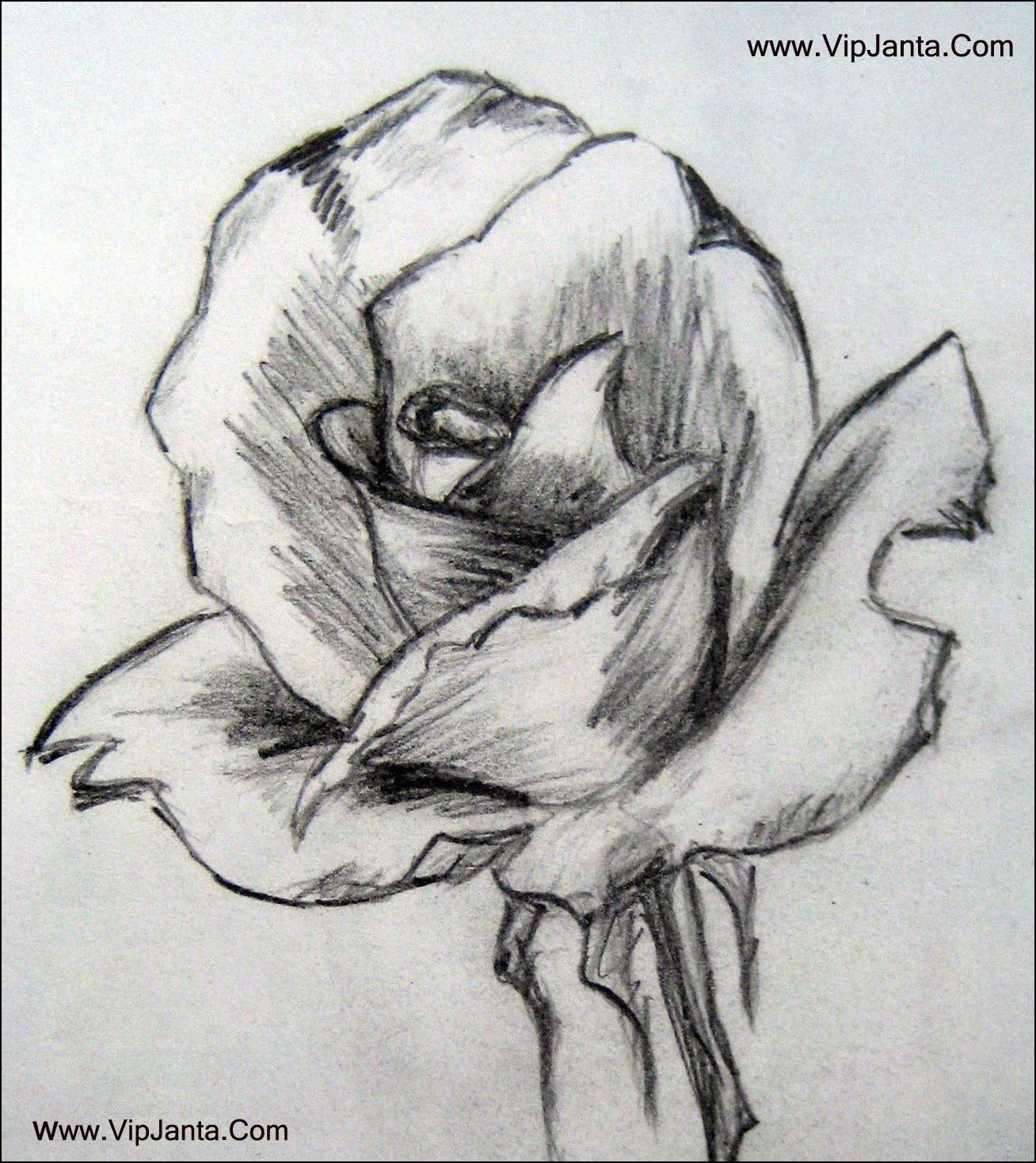 1308x1468 Sketch Of A Rose Pictures Pictures For Whatsapp Facebook Vipjanta - Sketch Of