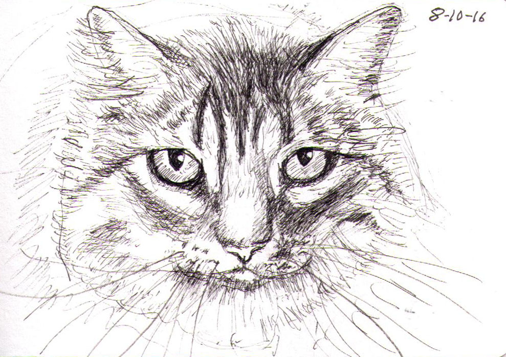 989x699 Sketch Of A Furry Cat One Drawing Daily - Sketch Of A