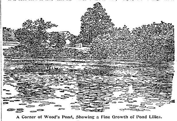 617x423 West Hempstead Now And Then A Rare Old Sketch Of Halls Pond And - Sketch Of A Pond