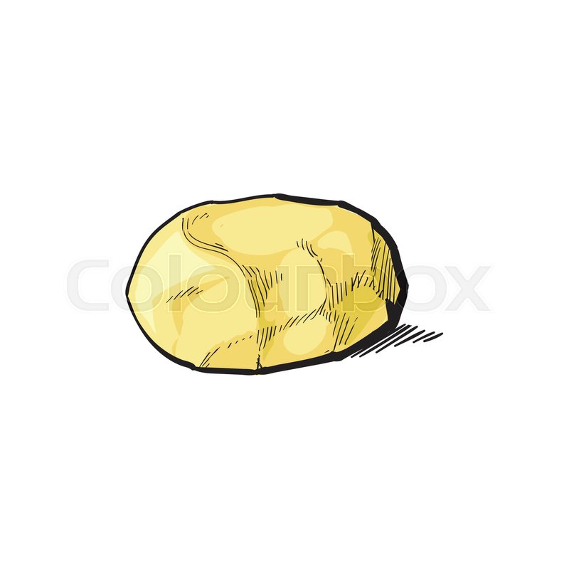800x800 Vector Sketch Cartoon Ripe Raw Peeled Yellow Potato Without Peel - Sketch Of A Potato