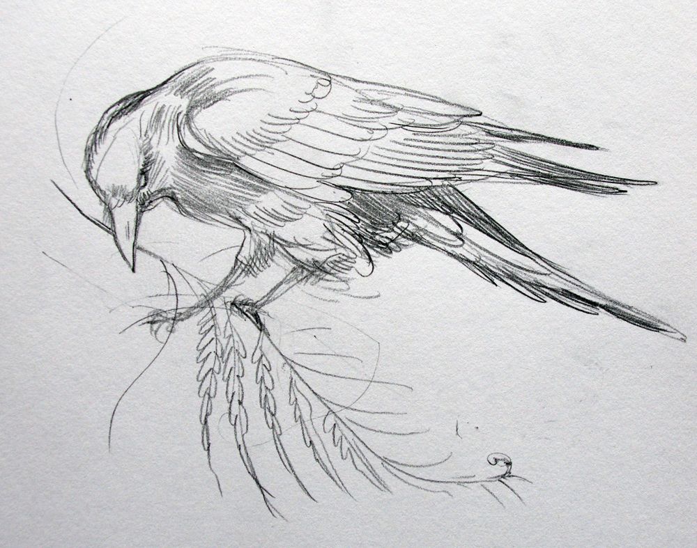 Sketch Of A Raven