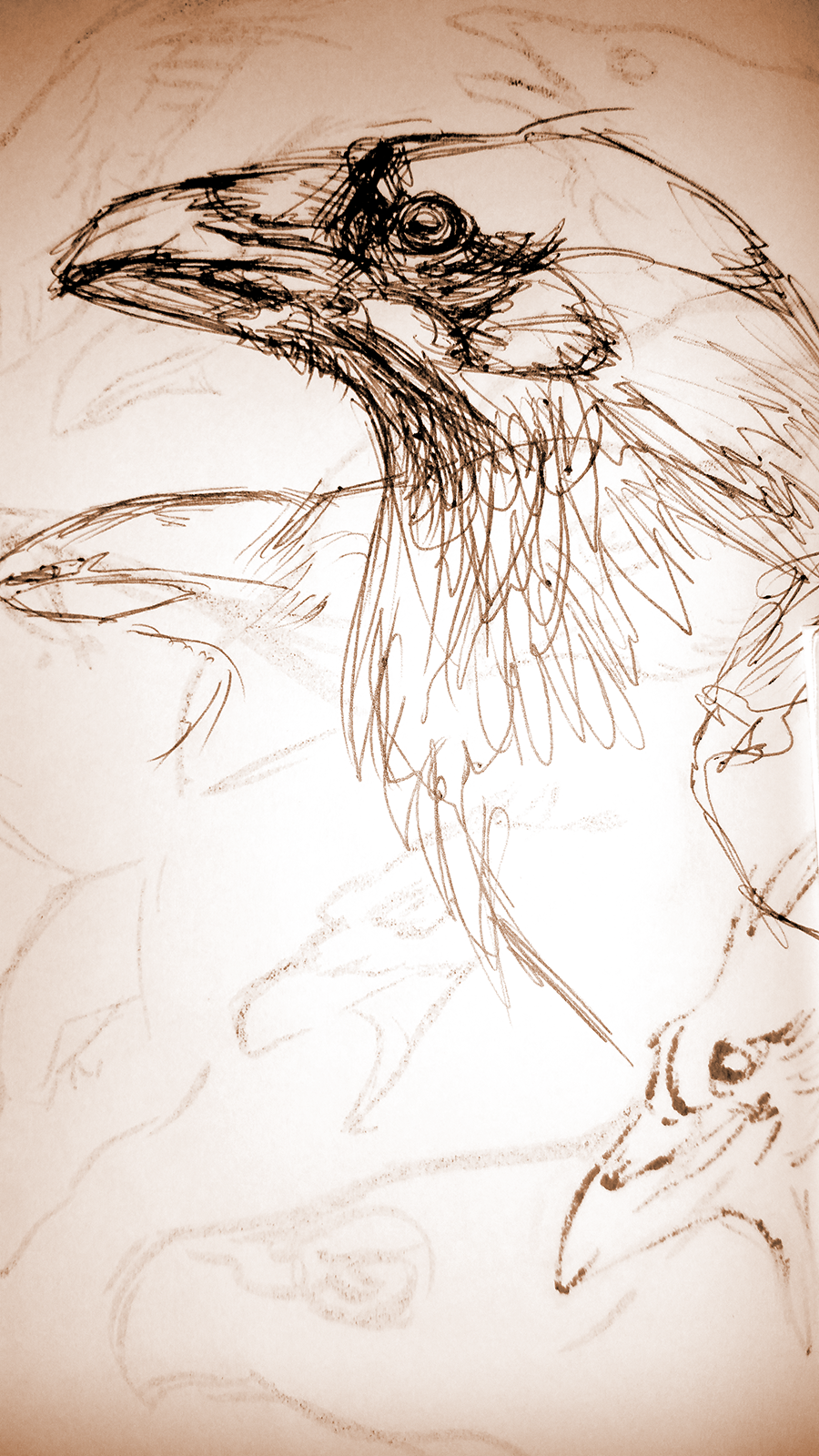 900x1600 Inktober Raven Sketch Weasyl - Sketch Of A Raven