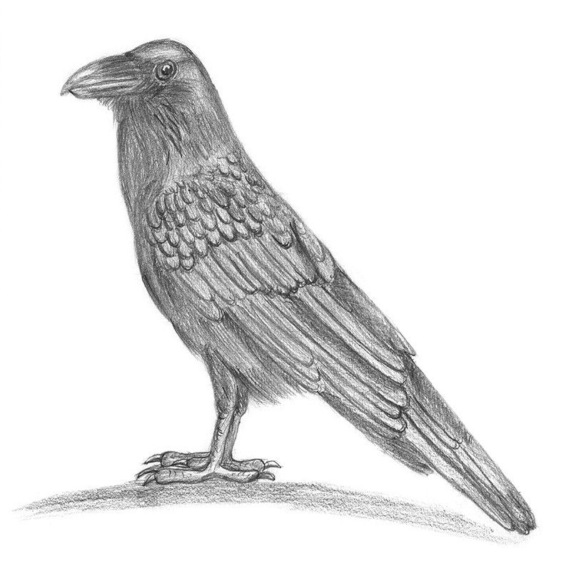 800x800 Pencil Sketch Of Raven - Sketch Of A Raven
