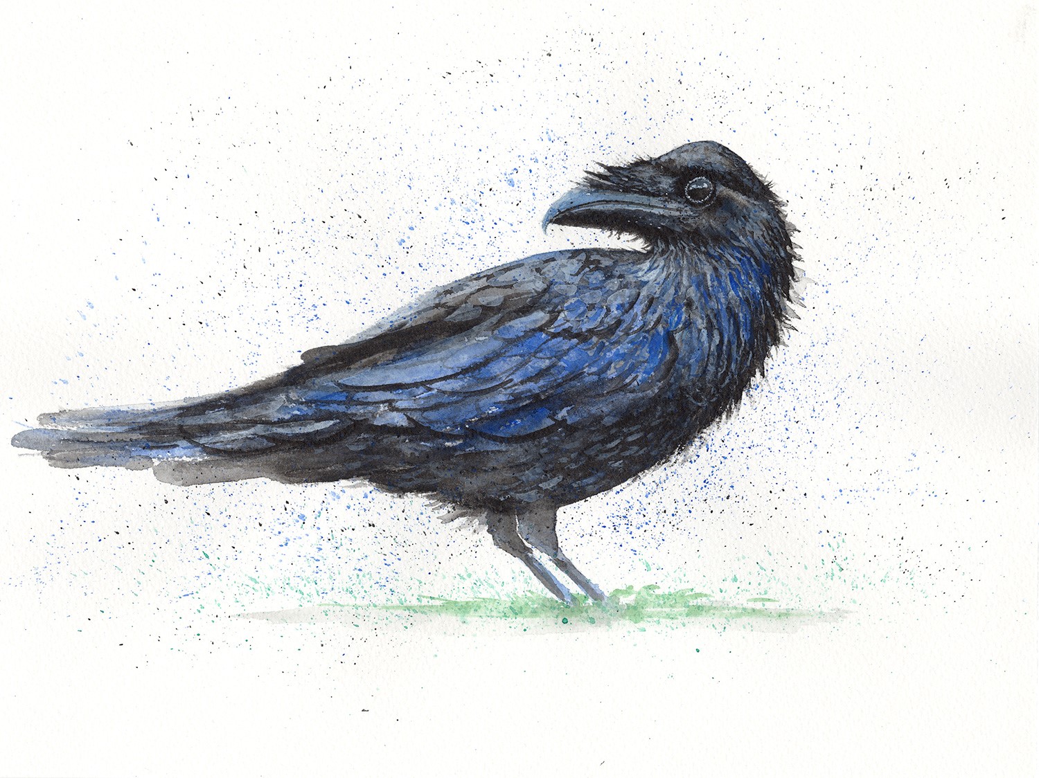 1500x1124 Raven - Sketch Of A Raven