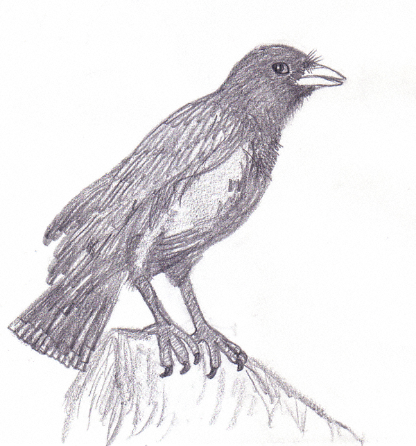 600x643 Raven Sketch For Me! Corvid Corner - Sketch Of A Raven