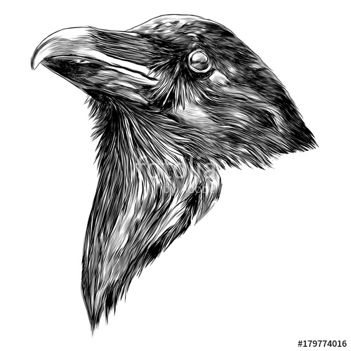 500x500 Raven On A Branch Sketch Vector Graphics Color Picture Stock - Sketch Of A Raven