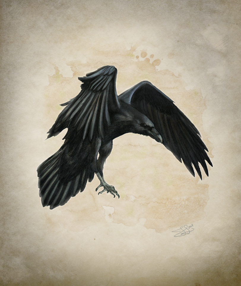 812x961 Raven Sketch On Behance - Sketch Of A Raven