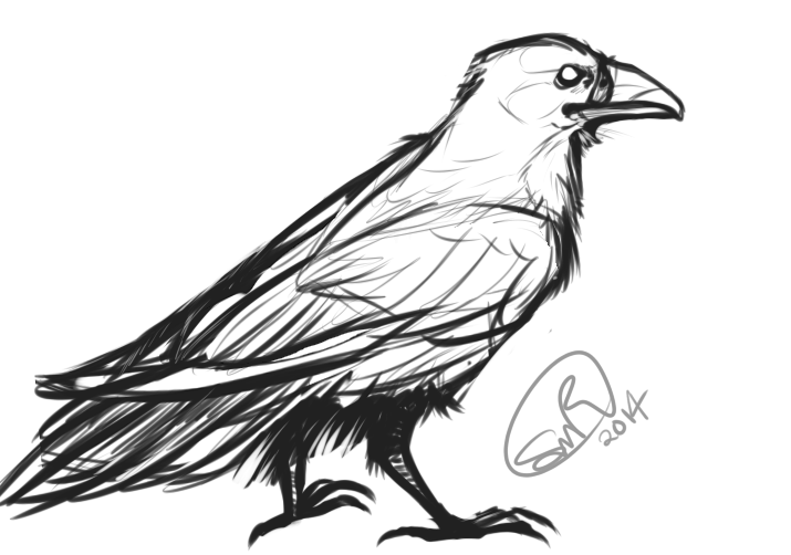715x502 Realistic Raven Sketch By Zylaphonefish - Sketch Of A Raven