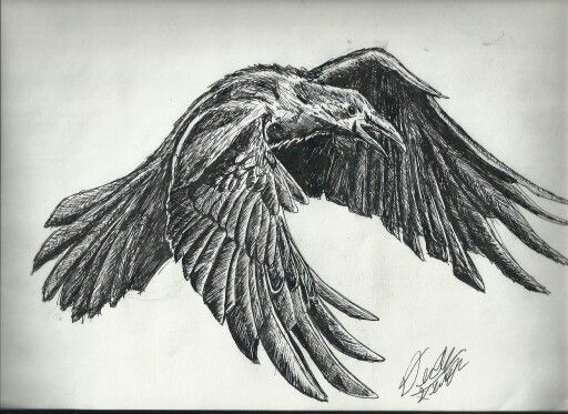 Sketch Of A Raven at PaintingValley.com | Explore collection of Sketch ...