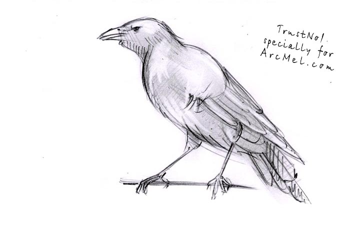 720x459 How To Draw A Raven Step By Step - Sketch Of A Raven