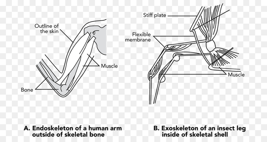 900x480 Automotive Design Car Sketch - Sketch Of An Arm