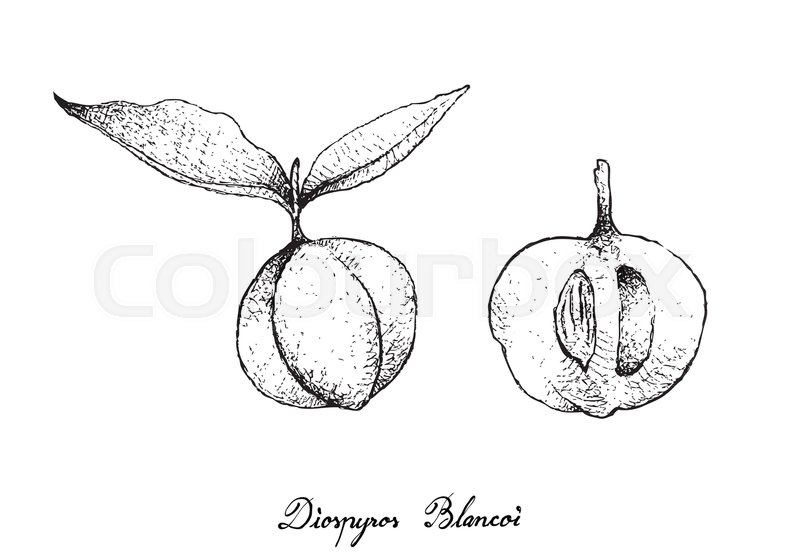 800x560 Tropical Fruit, Illustration Of Hand Drawn Sketch Ripe And Sweet - Sketch Of Apple Fruit