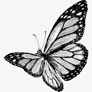 300x300 Character Sketch Sketch Butterfly, Butterfly Clipart, Character - Sketch Of Butterfly Pictures