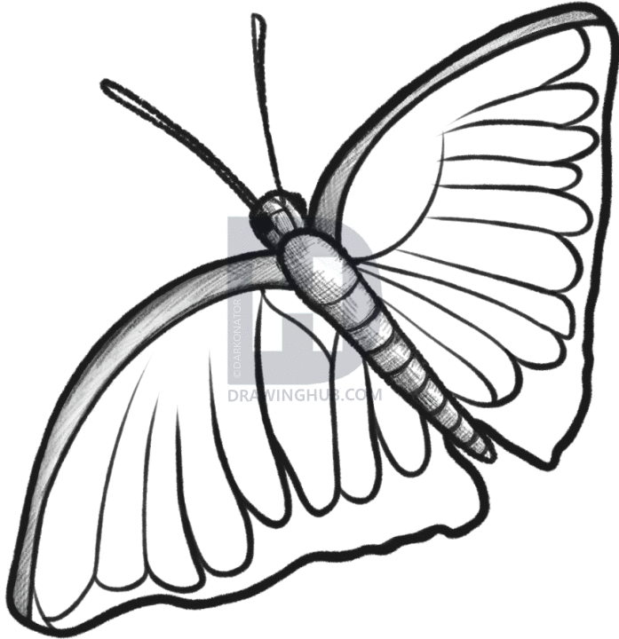 697x720 How To Sketch A Butterfly, Step By Step, Drawing Guide, By - Sketch Of Butterfly Pictures