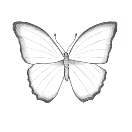 421x421 How To Draw A Butterfly - Sketch Of Butterfly Pictures