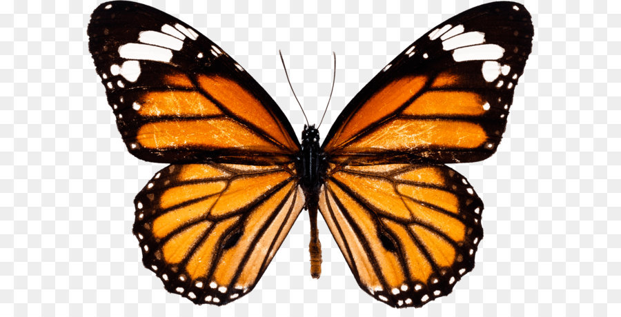 900x460 Monarch Butterfly Drawing How To Draw And Sketch - Sketch Of Butterfly Pictures