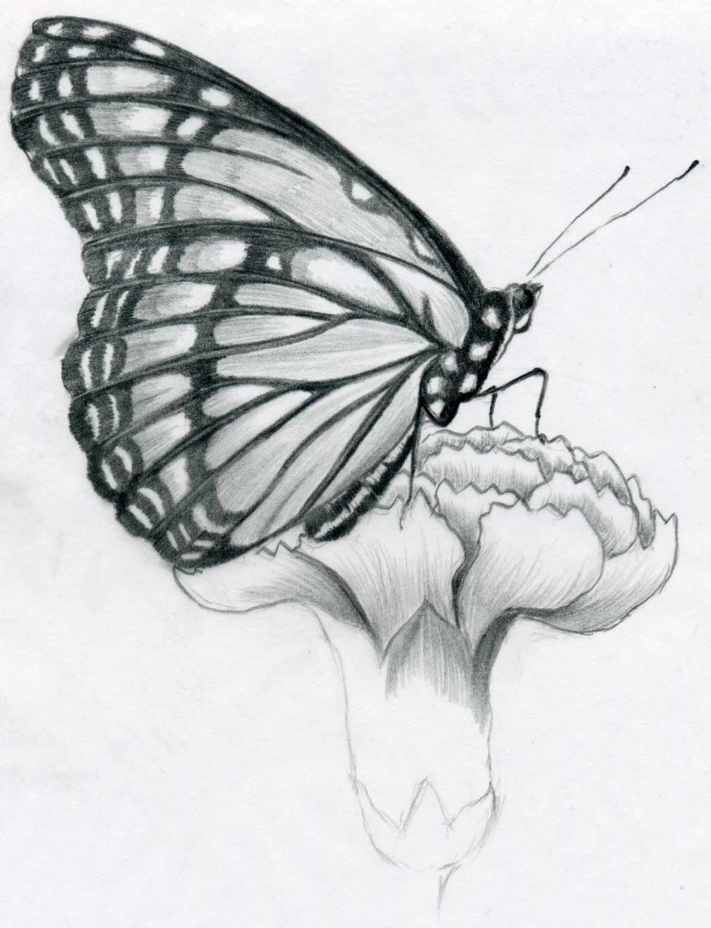 Sketch Of Butterfly Pictures At Paintingvalley.com 