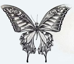 Download Pencil Black And White Butterfly Drawing