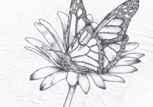 300x210 Butterfly On Flower Pencil Drawing Pencil Sketch Of Butterfly - Sketch Of Butterfly Pictures