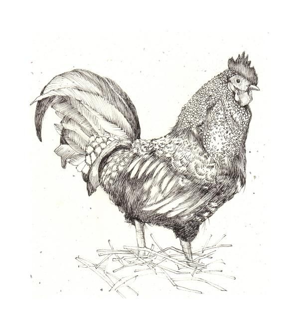 600x660 Hen Clipart Pencil Sketch ~ Frames ~ Illustrations ~ Hd Images - Sketch Of Chicken