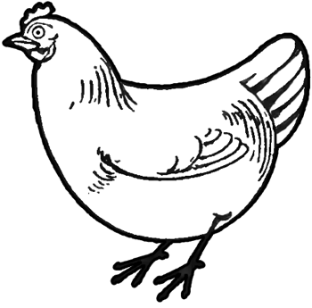 350x345 How To Draw Chickens Amp Hens With Easy Step By Step Drawing - Sketch Of Chicken