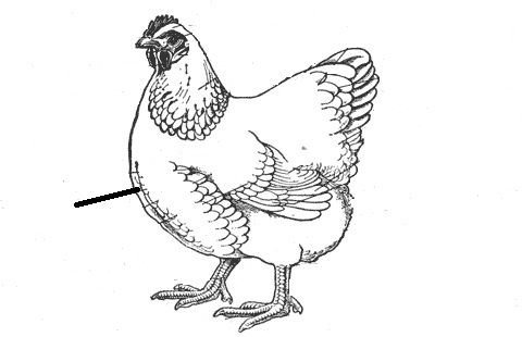 480x310 Chicken Sketch Alisonblair2 - Sketch Of Chicken