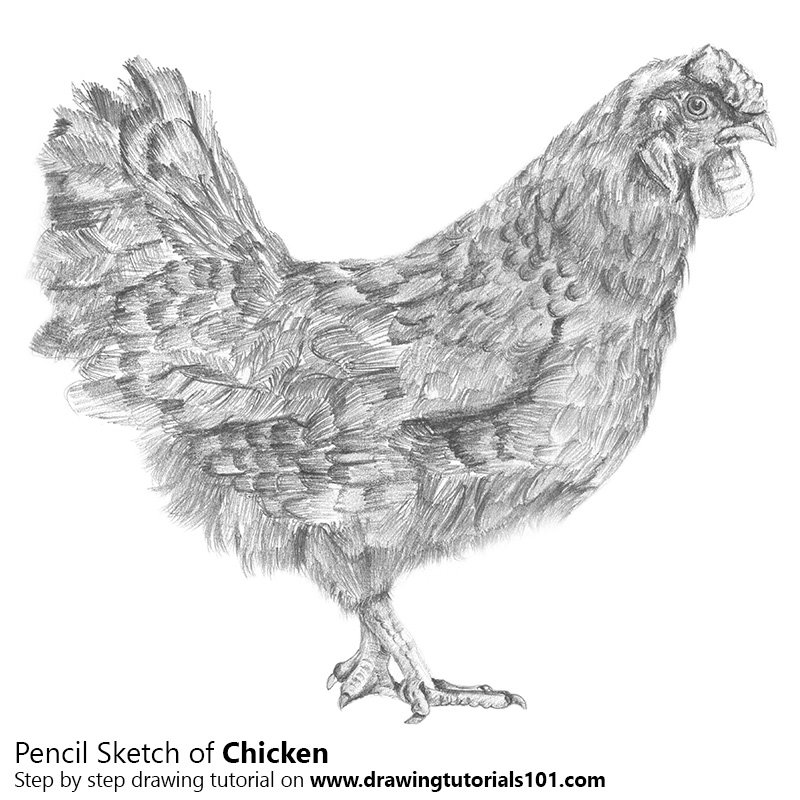 800x800 Chicken Pencil Drawing - Sketch Of Chicken