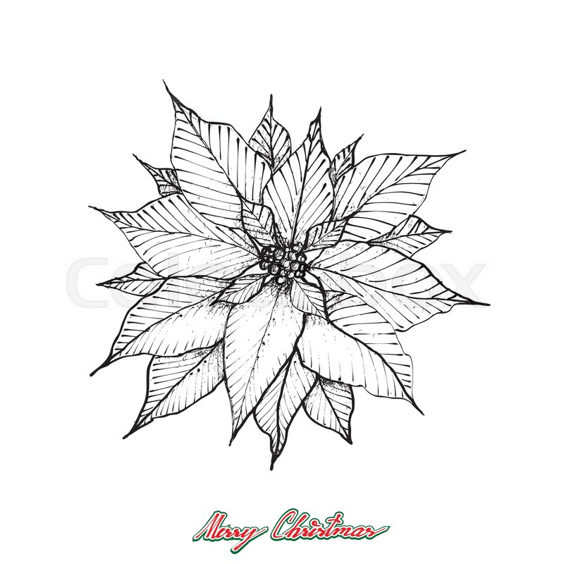 800x800 Illustration Hand Drawn Sketch Of Christmas Poinsettia Or - Sketch Of Christmas