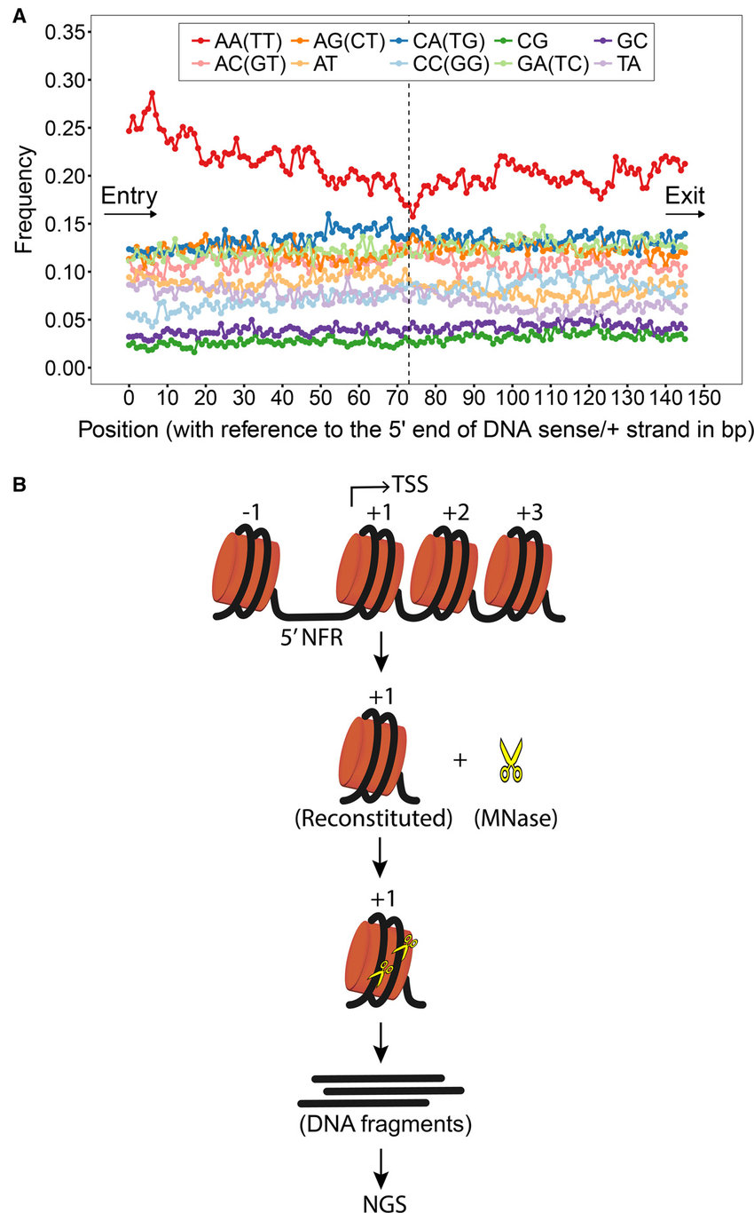 850x1366 Frequencies Of Occurrence Of Dna Dinucleotide Steps In The +1 - Sketch Of Dna