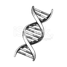 236x236 How To Draw Dna, Step By Step, Anatomy, People, Free Online - Sketch Of Dna