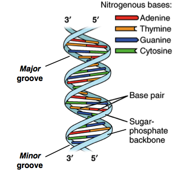 377x340 Molecular Structure Of Dna (Video) Khan Academy - Sketch Of Dna